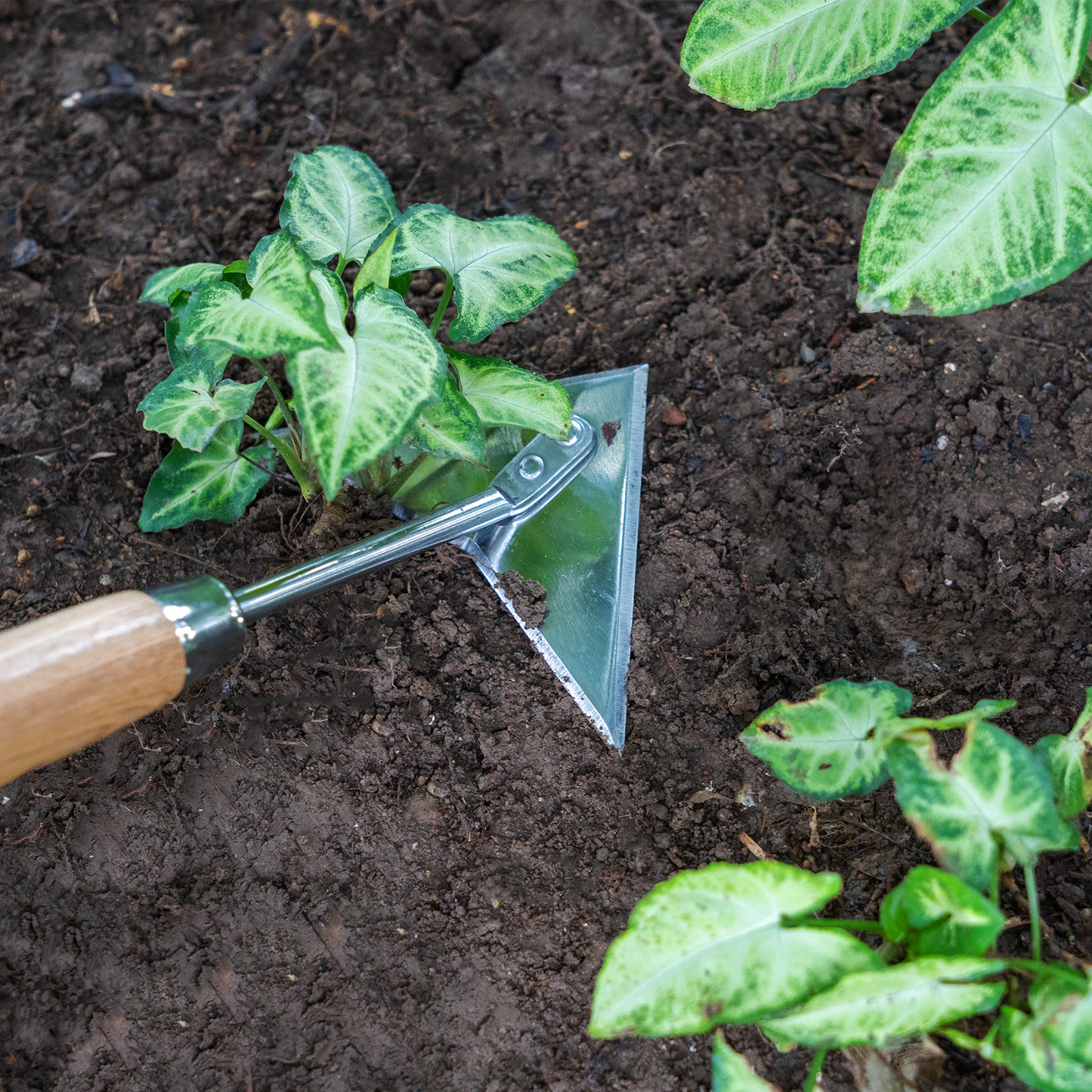 Stainless Steel Border Hand Multi-Weeder