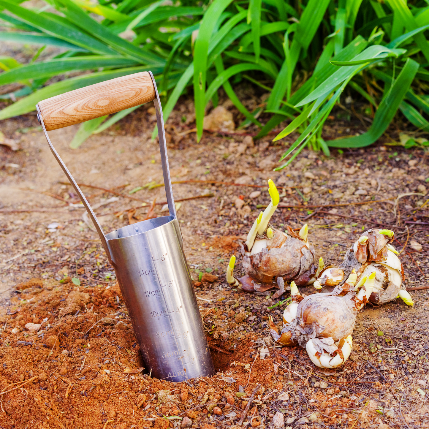 Stainless Steel Large Bulb Planter