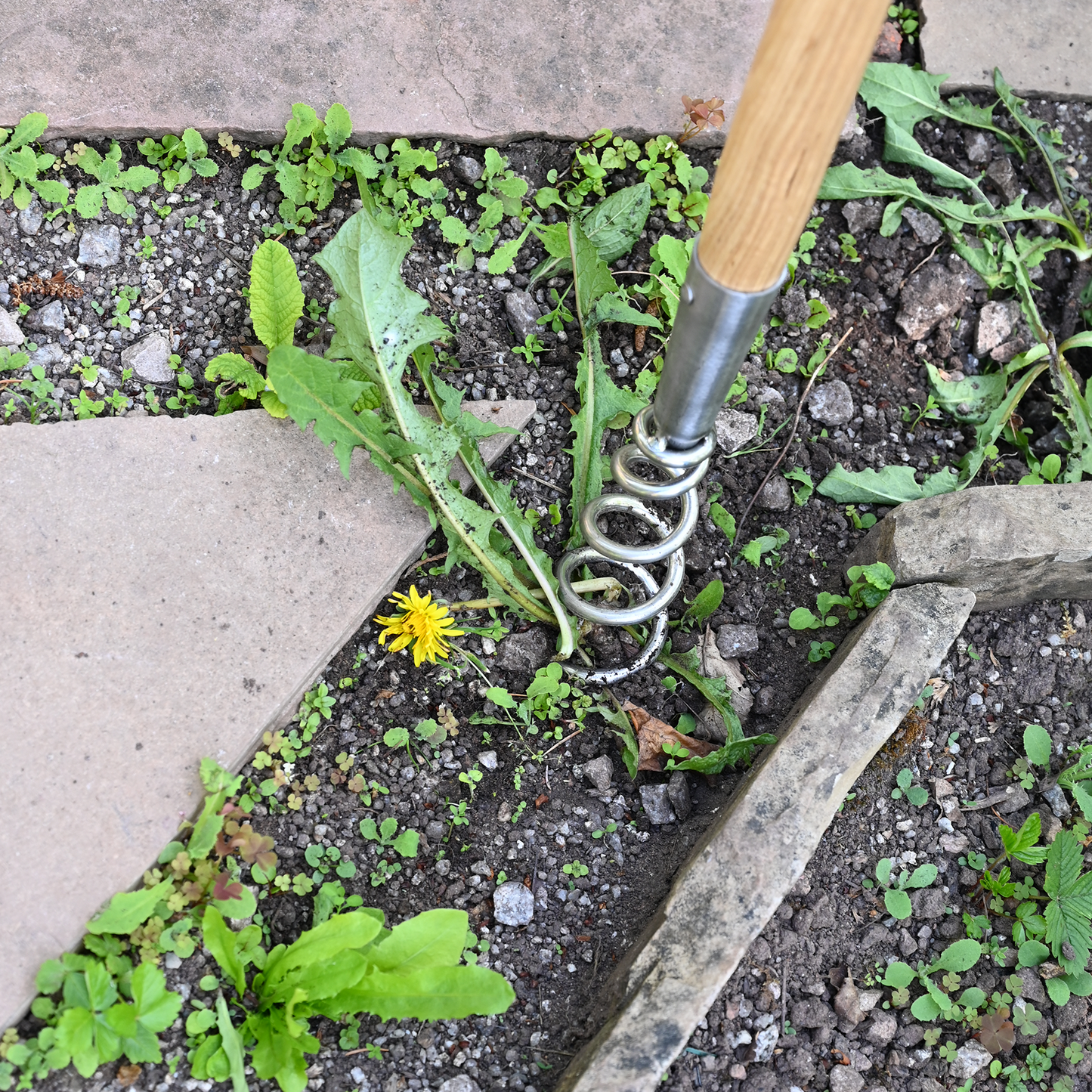 Stainless Steel Long Handle Corkscrew Weeder